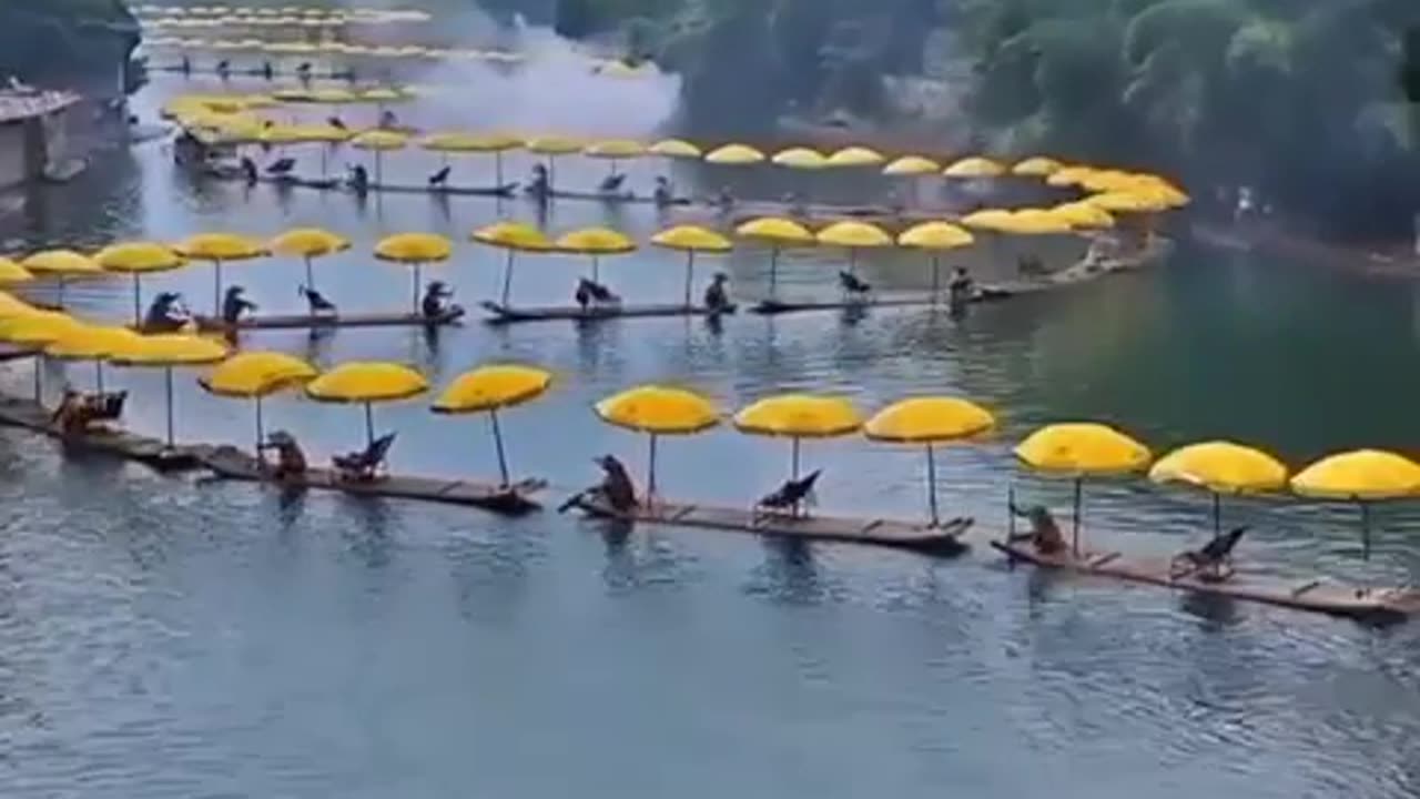 Golden dragon - bamboo rafts along Yulong river