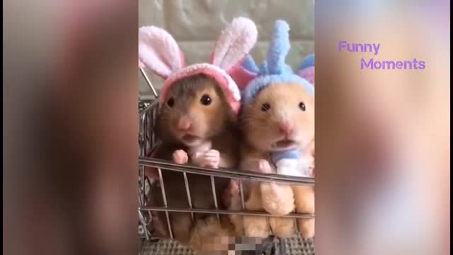 TOP FUNNY ANIMALS TO TEARS 2021😉_CUNNY CATS DOGS😉VERY CUTE CATS😉ANIMALS FUNNY TO TEARS🙂