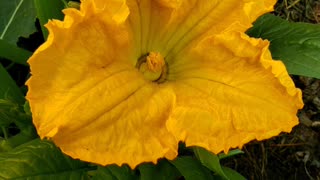 Krispy fried zucchini flower