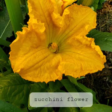 Krispy fried zucchini flower