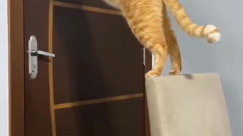 Cat tries to open the door