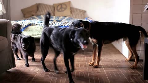 Group of dogs at home