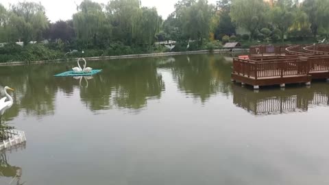 Romantic Swan Lake, relax alone!