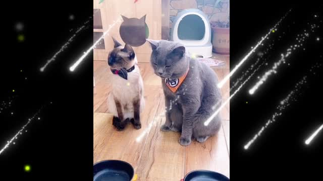 When it comes to rhythm, my cat is a perfect