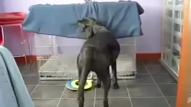 Smart dog covers himself