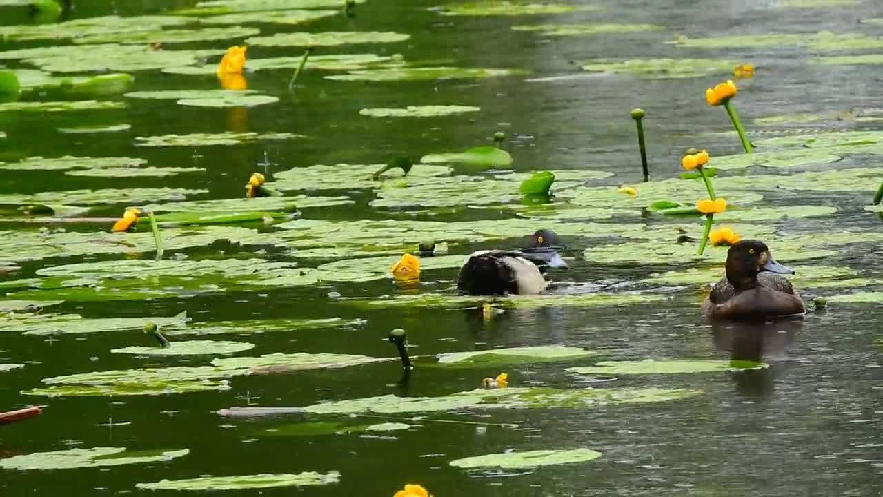 Mandarin duck is beautiful