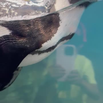 Penguins! #nature #birds #zoo