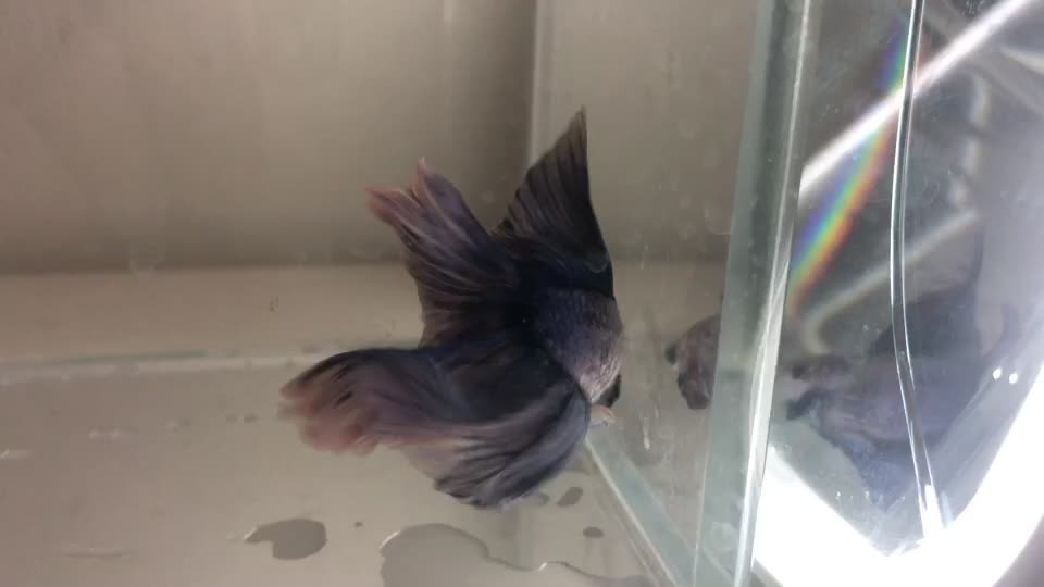 Paradise Betta