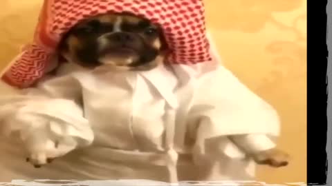 FUNNY ANIMALS FAILS VIDEOS- TRY NOT TO LAUGH FUNNY, funny show.