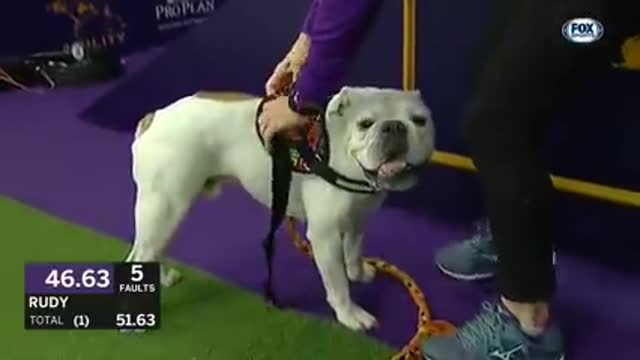 Watch rudy the bulldog crush the 2019 WKC master agility course