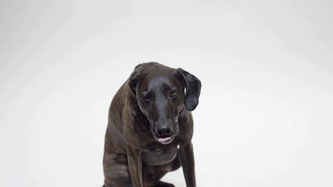 Black dog winking in slow motion