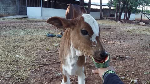 The Sweetest Calf Around