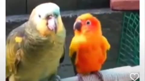 Funny Videos Animals