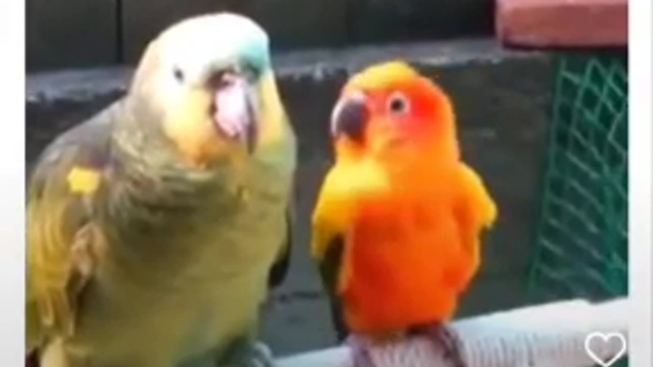 Funny Videos Animals