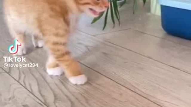 Wow! Cute Cat amazing moment Enjoy