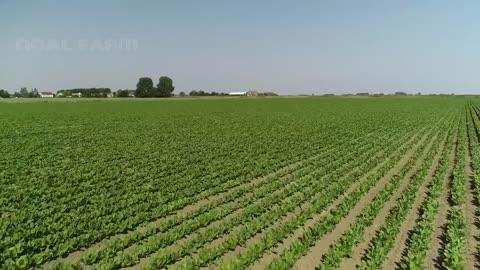 How to Cultivate Millions of Golden Vegetable Buds in Dark Room - Belgian Endive Farming and Harvest