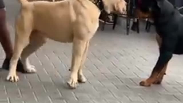 Pitbull meet rot 😈😈