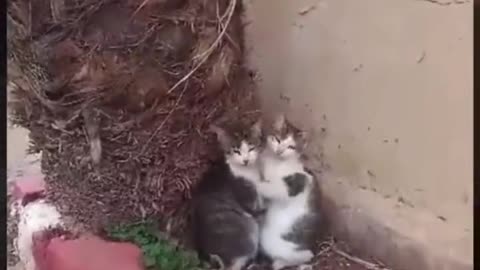 Two Cats Hug each other out of Fear in Gaza during Israeli Settlers bombardment