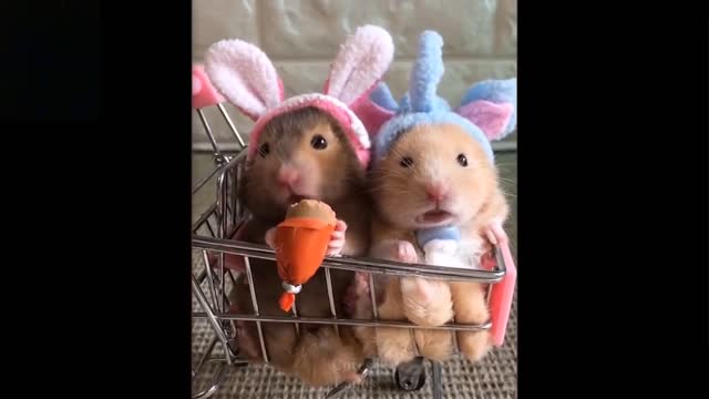 💗Cute And Funny Pets / Try Not To Laugh To These Pets Compilation #11💗 Cutest Lands