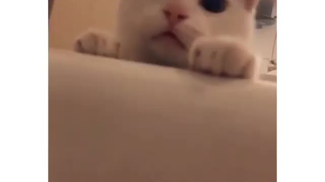 cutest cat in the world pet 4 fun