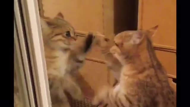 Kitten just can’t stop dancing when she sees her reflection!