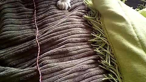 White cat jumping towards charger
