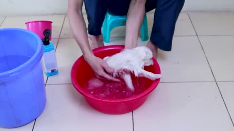 First Cute Pomeranian Puppy Bath