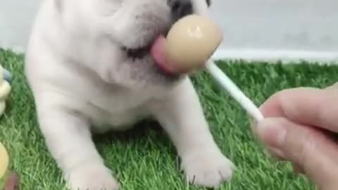 Puppy Eating Lolly