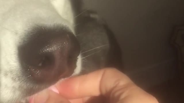 Huskies with chewy sweets