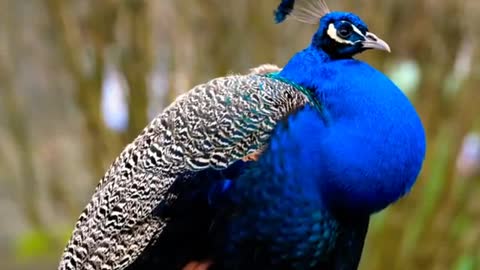 Cute Peacock 🦚 #cute #peacock #shorts #birds #CuteO