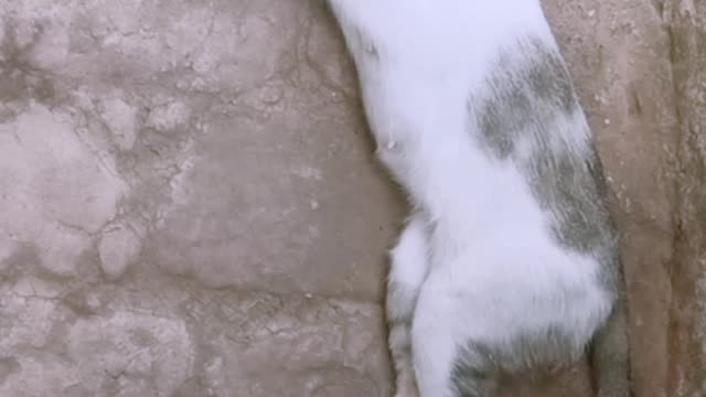 Cute kitten playing with her mother's tail #short