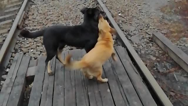 Red-haired dog meets a friend.