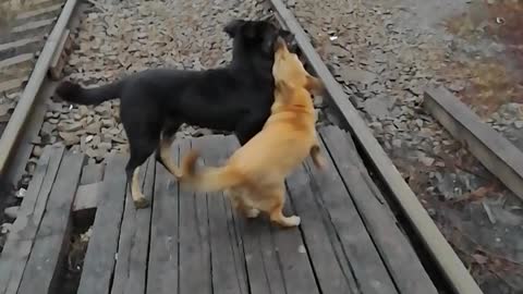 Red-haired dog meets a friend.