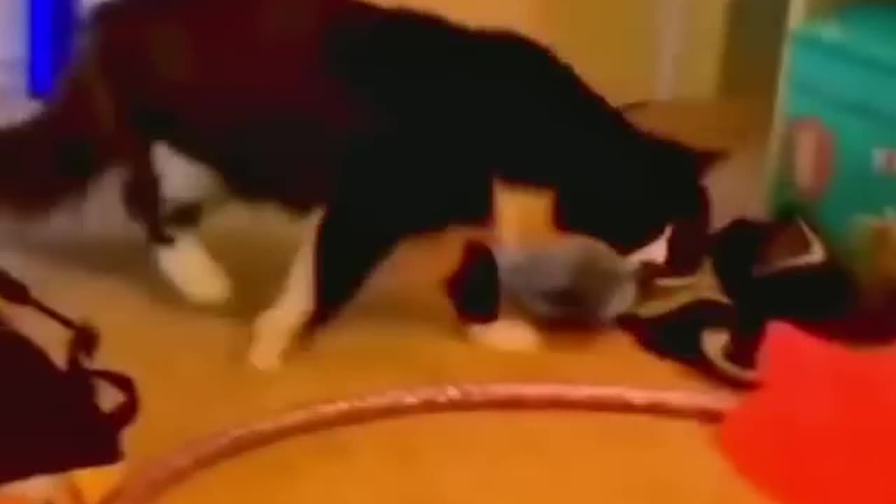 Cat&Dogs funny video😀😀/#shorts