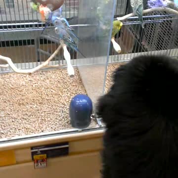 Newfoundland bird watching