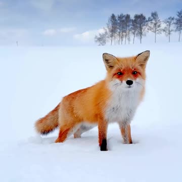 Fox in a snow covered tundra 😍😍😊👍