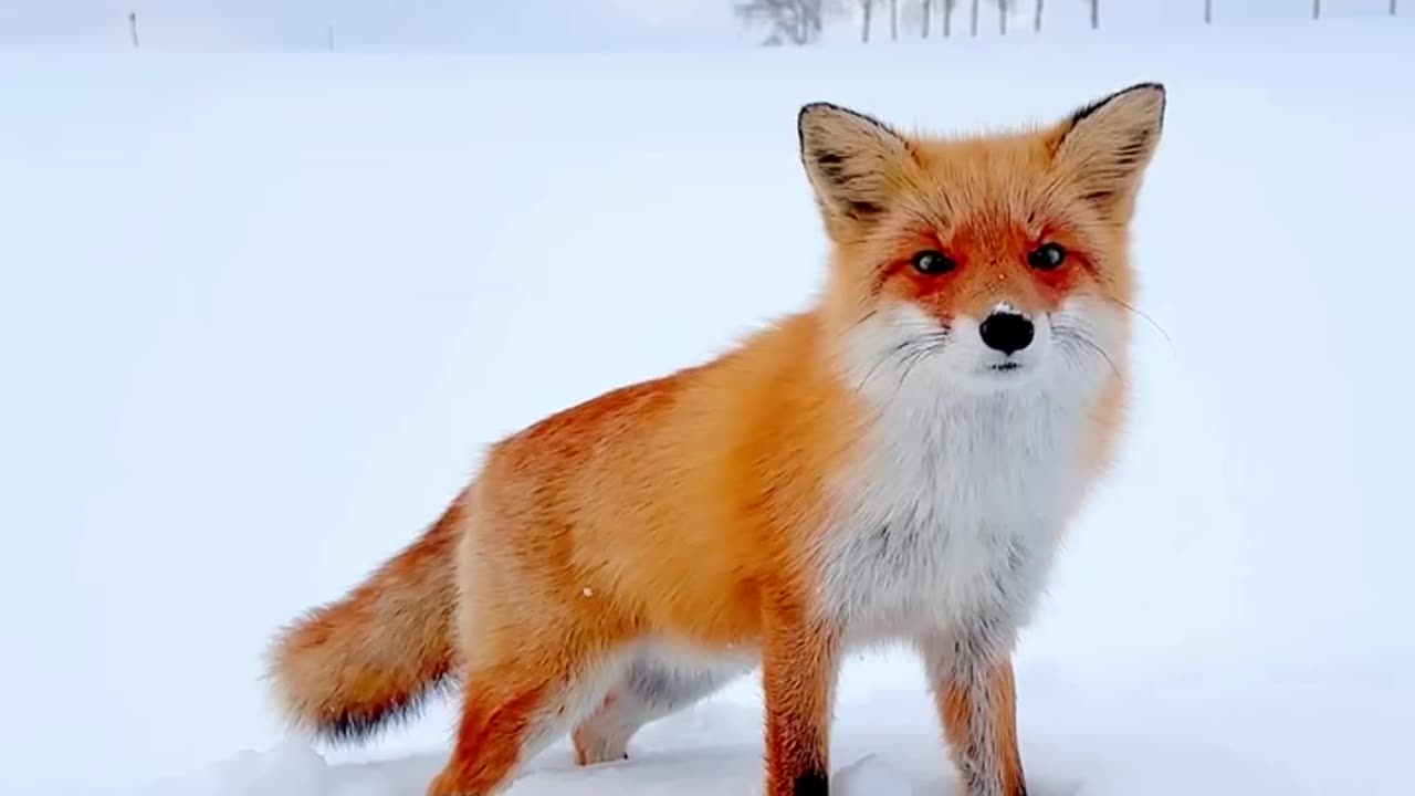 Fox in a snow covered tundra 😍😍😊👍