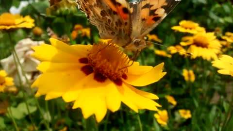 Butterfly video