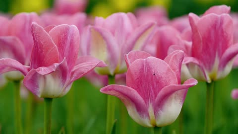 Tulips Flower