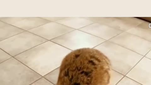 funny Cute Animal