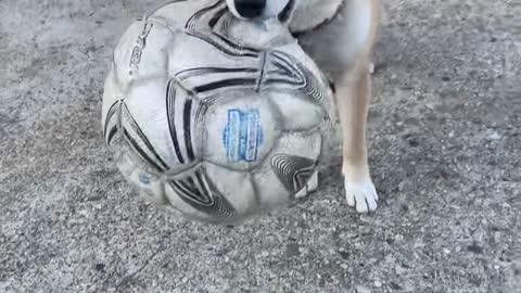 Shiba Dog Bites Soccer Ball