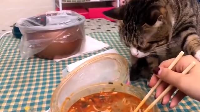 Pet collection: lovely, funny