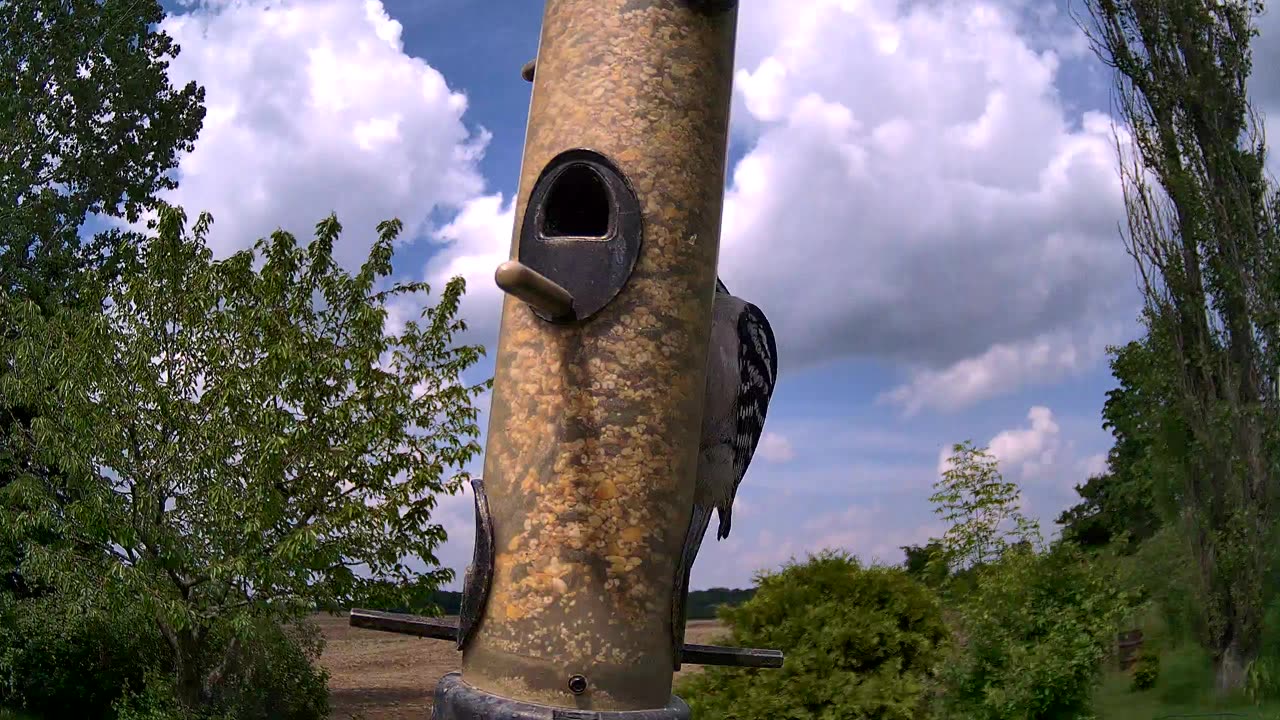 from the feeder: downy woodpecker