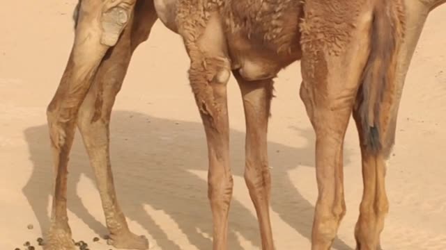 How a baby camel is drinking milk from its mother