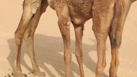 How a baby camel is drinking milk from its mother