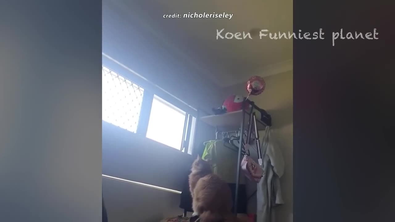Funny Dogs And Cats Videos 2024 😅 - Best Funniest Animal Videos Of The week