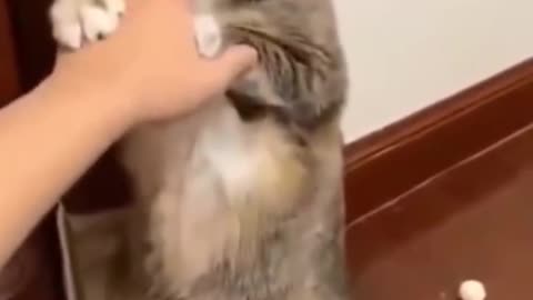 Cat funny video