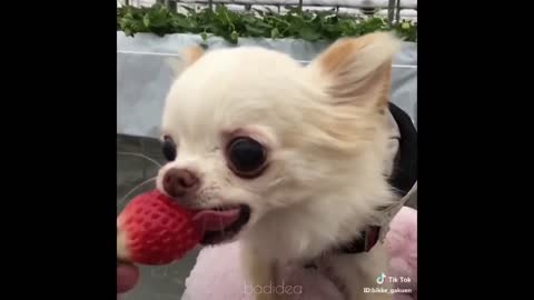 Try Not To Laugh Compilation #7 - Best Funny dogs videos - FUNNIEST ANIMAL VIDEOS 2019 🐶🐶🐶🐶