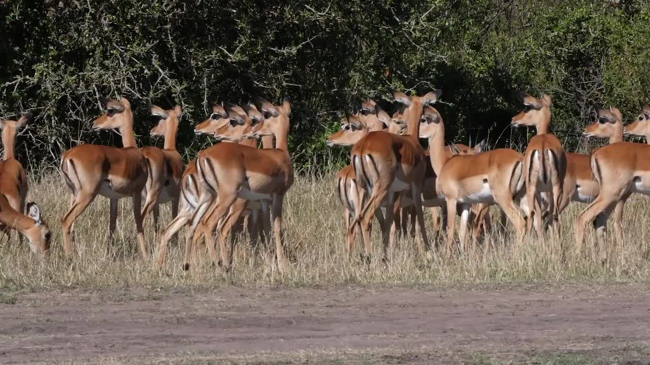 Impala Brutally Torn Apart Between Predators