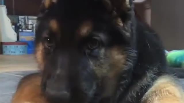 Funny and smart dog 17